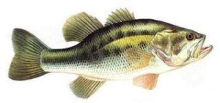 Black bass